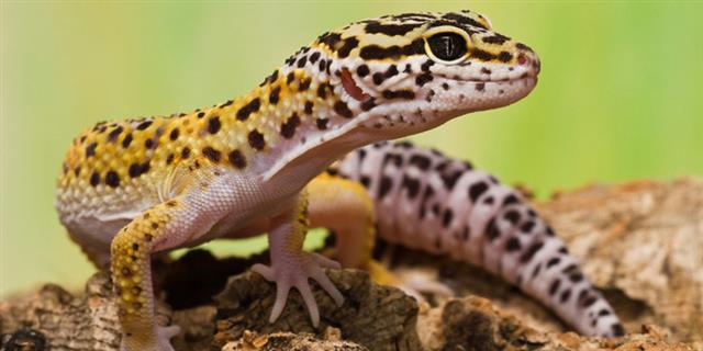 Geico Image